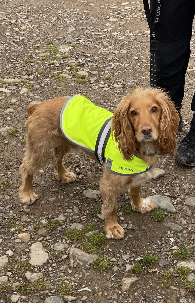 SamHenly85's tweet photo. @AldiUK This is Rudi after he climbed Scafell Pike. He would love to be the face of the medium or working section #EarlsPooches https://t.co/6TfZQs7VLM