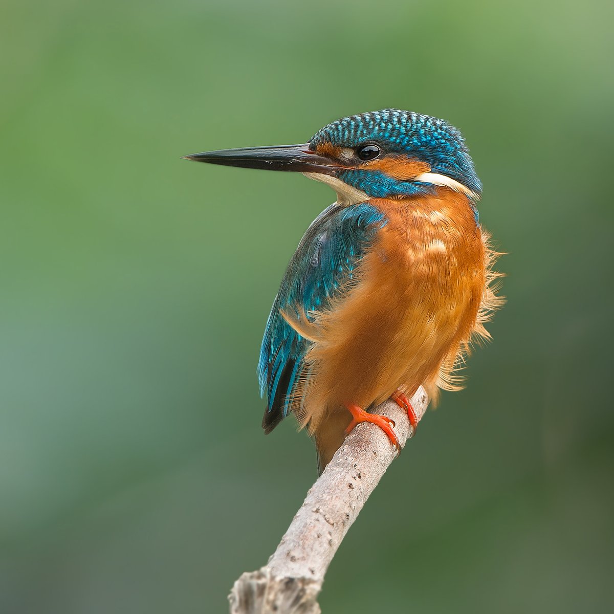 It's #LostWordsWednesday! The mystery species from last week's clues was of course the kingfisher! Congratulations to the winner of the signed copy of 'The Lost Words': Claire Hamilton. Did you know one place in Pembrokeshire you can find this often elusive bird is Carew Castle?