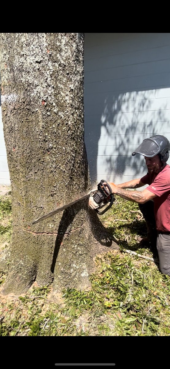 BLasTeZy's tweet image. how it’s done 🤝‼️ headed home now. How tall u think the stalk was that I dropped !!? #treework