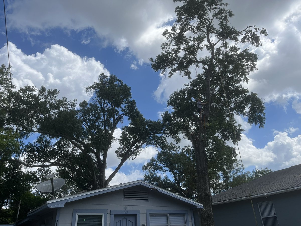 BLasTeZy's tweet image. how it’s done 🤝‼️ headed home now. How tall u think the stalk was that I dropped !!? #treework