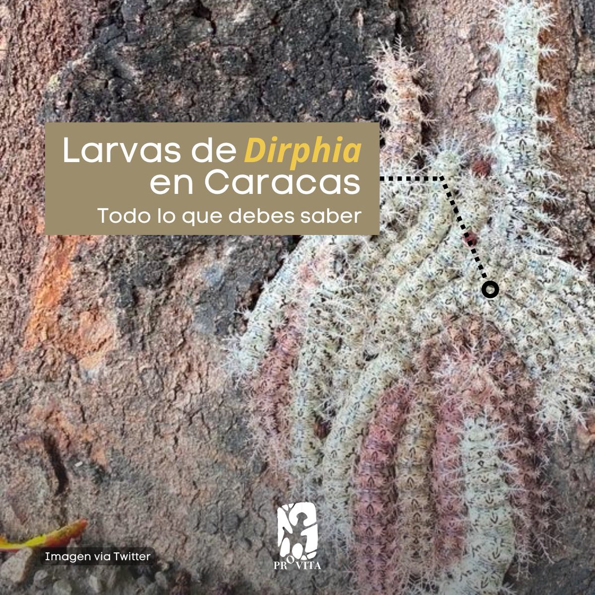 Seguramente leíste la noticia de los “gusanos venenosos” que preocupan a los caraqueños.

🐛 Según especialistas del <a href="/MIZAUCV/">MIZA-UCV</a> la especie de oruga o larva que está causando preocupación en Caracas pertenece al género Dirphia, muy posiblemente Dirphia avia.

Sigue leyendo 🧵: