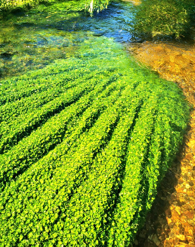 Nature is art! Love this pleating effect of fast flows on Callitriche! 💚 @Chilternstreams  #chalkstream #macrophytes