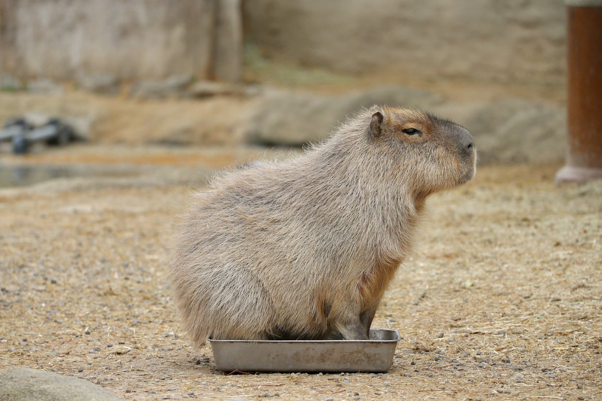 CapybaraCapygon's tweet photo. A los capibaras les gusta estar en cajas.🗃️
este comportamiento se parece a un gato🐈 Jaja

カピバラは箱に入るのを好むようです。
この行動は猫に似ています。

#capivara #capybara #カピバラ #japan https://t.co/xLFkveglEv