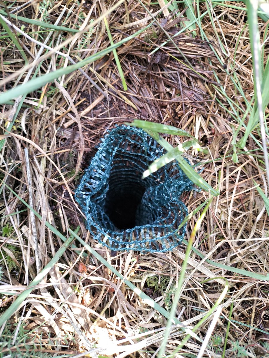 ManaGharun's tweet photo. This week we installed tens of #root #ingrowth cores at both our #eddycovariance sites, with the fantastic help of Giorgos @CA_Cleanforest #STSM visiting PhD candidate from Greece, and showed Giorgos how the authentic German summer looks like 😅 https://t.co/bd7rbKKLiw