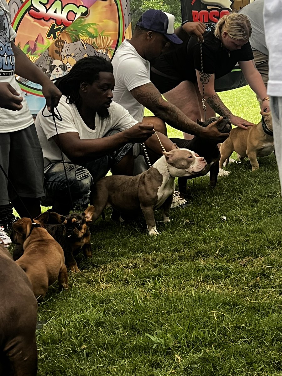 KBrewski's tweet image. Kali first show 

😈😈ABKC registered pocket bully #lilac #bully #kali #wethebest #grayeyes #pocketbully #pocketbullies #showdog #dog #georgia #atl #blueeyebull #plambeach #riviera #playboydaughter