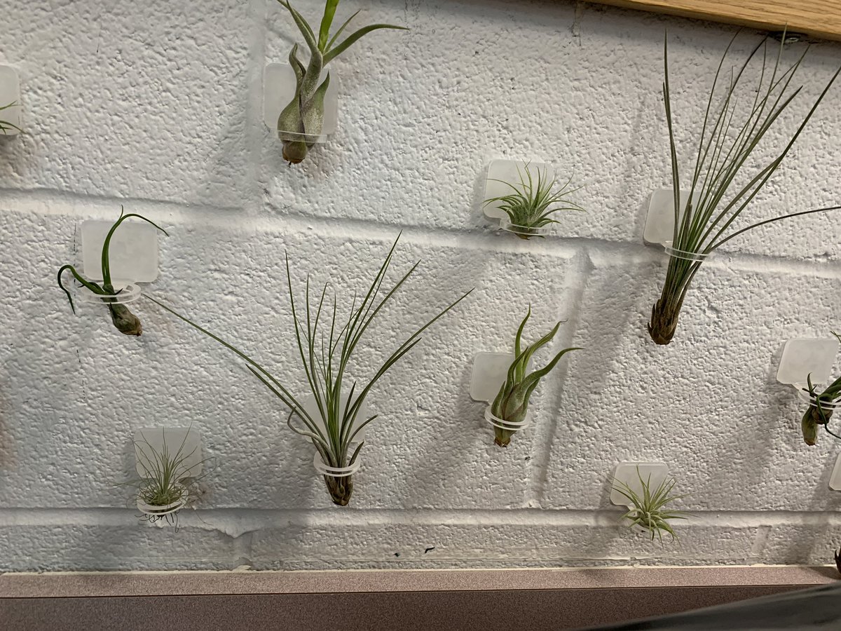 carolynvibbert's tweet image. One small space at a time comes together in the back-to-school rush. I’m really thrilled with our air plant wall!!!  #PWCSLibraries