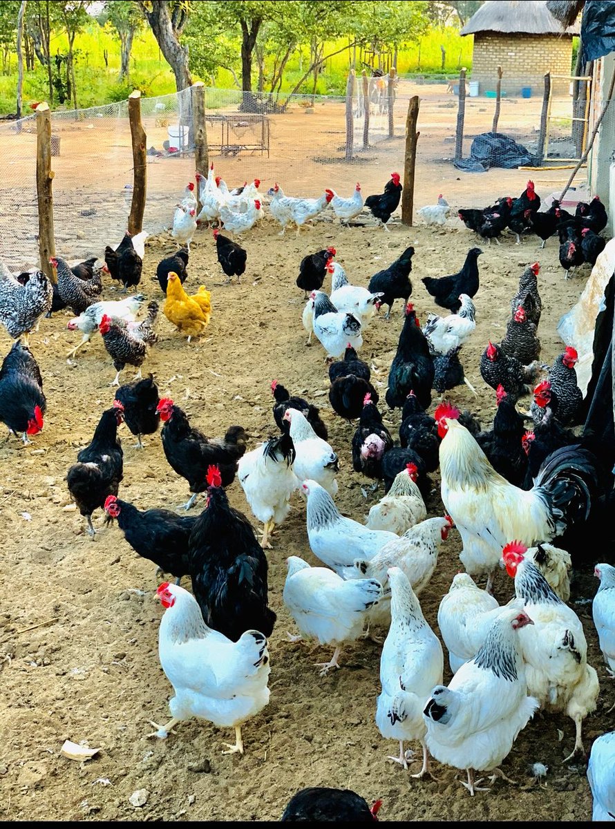 Being a farmer is like being a student, we always learn from previous mistakes.
Farming is a real hustle!
📸<a href="/terrymap1/">The Prince Machiavelli</a>