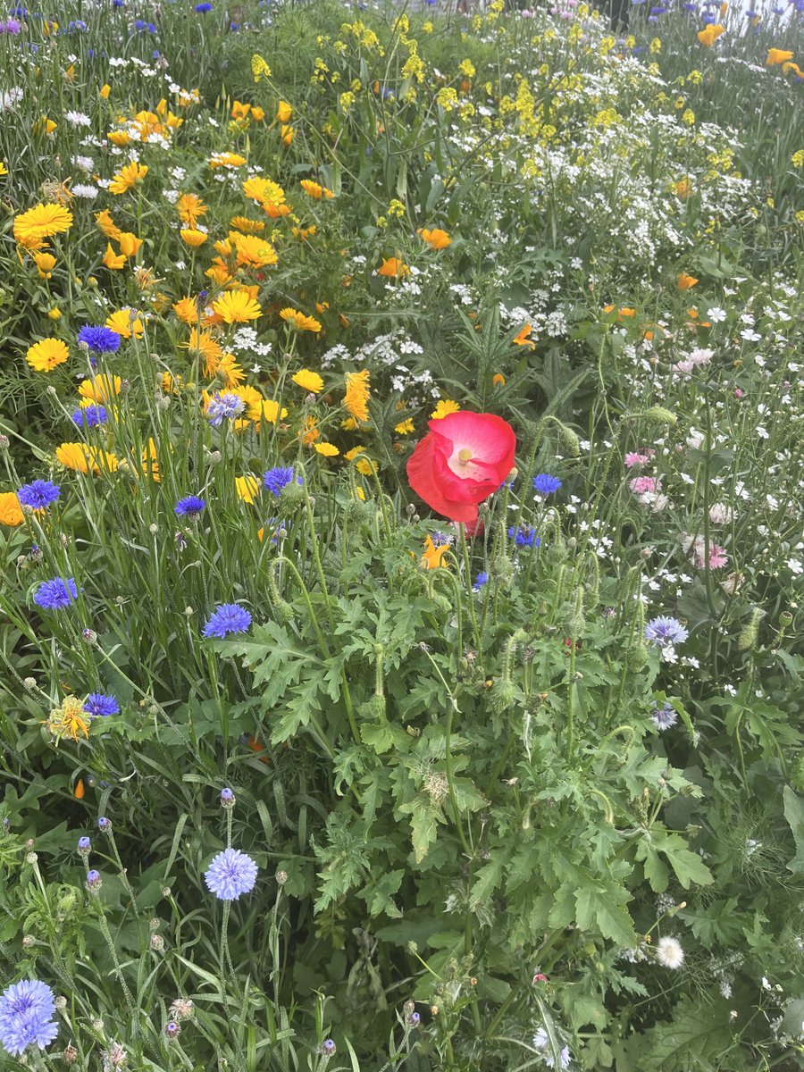 Louise Simpson tweet media