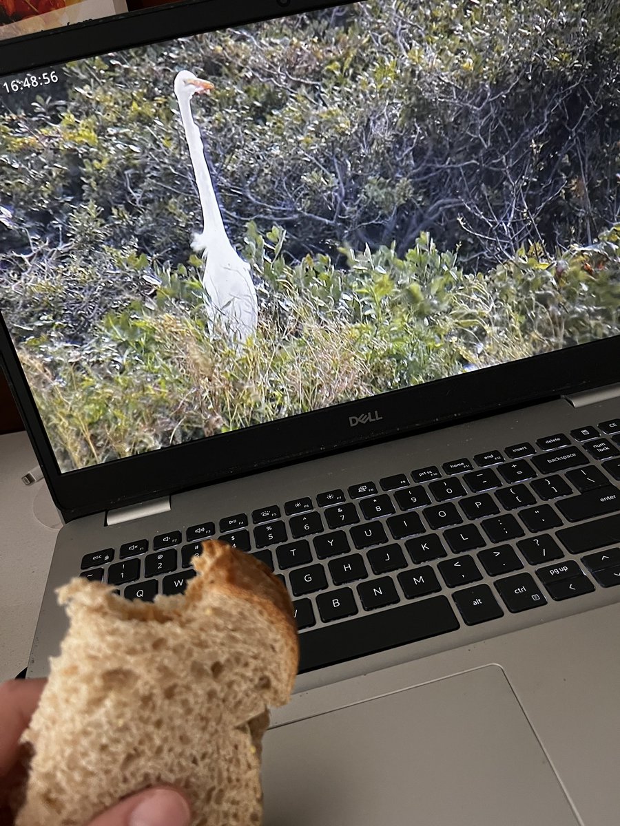 Highly recommend kicking back with a sandwich and watching some cool birds after a long day