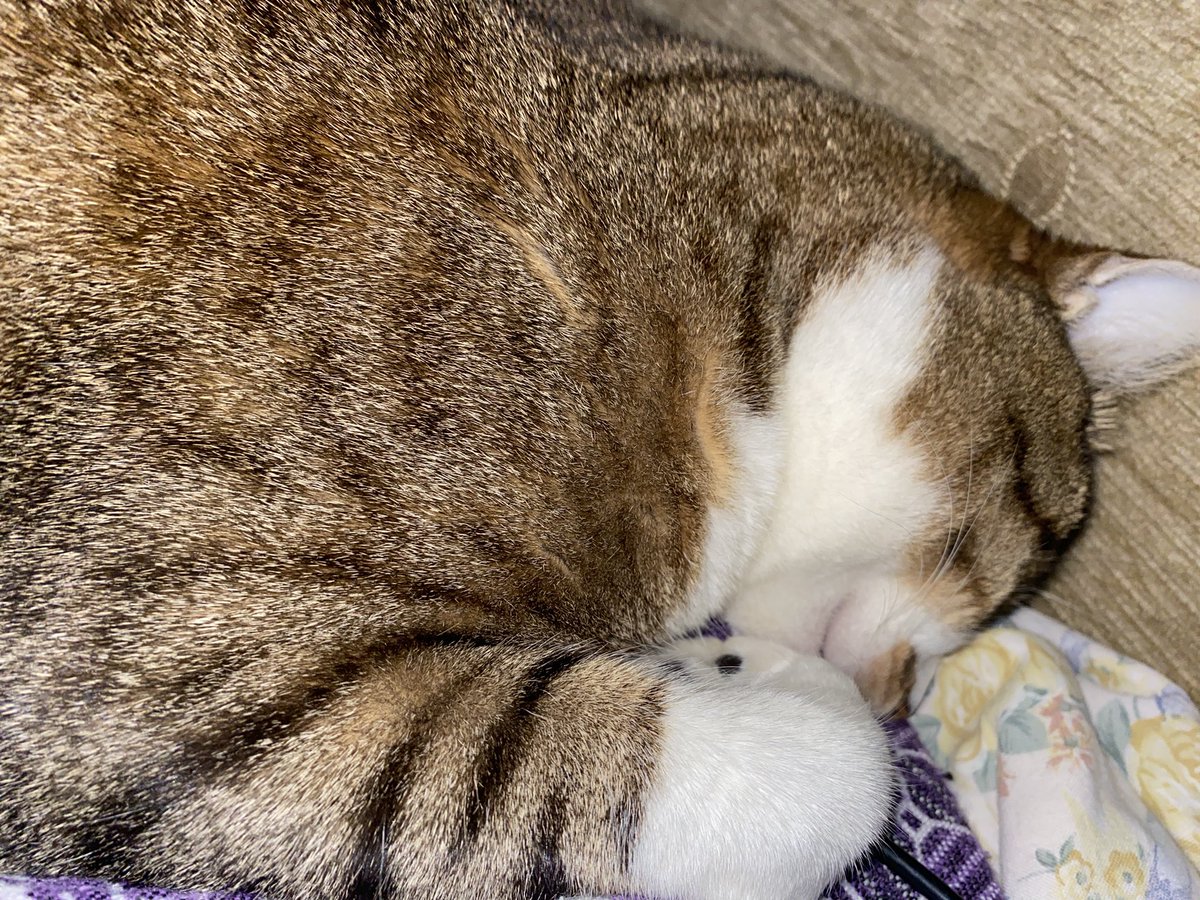 اخيراً نام بعد ما عضعض شعري وفرك في البيت كله