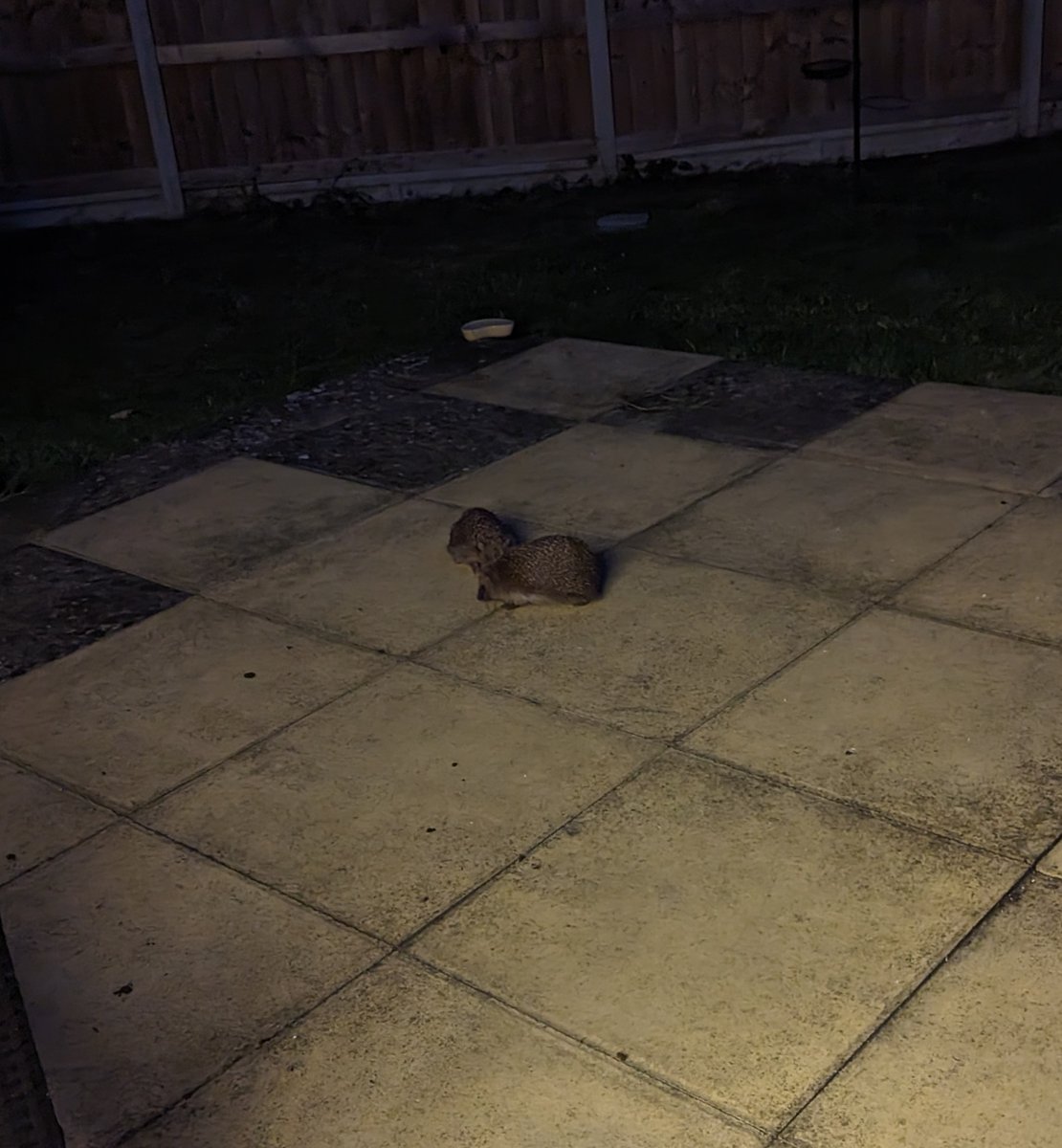 birdersjournal's tweet photo. Hogs enjoying the party tonight! There was actually 3 of them! I've never seen 3 hedgehogs at the same time! 😍 Loving this 🦔 @HedgehogCabin https://t.co/KdC7LHElR6