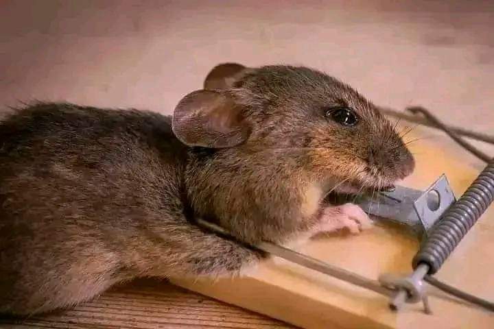 Destiny_J112's tweet photo. I'm not your pet, but I feel pain
my spine is broken, my stomach hurts, my pain is increasing, I can't move, I'm dying slowly. If you didn't want me, you could use the trap cage, pick me up without injuring me and then set me free in the countryside
I was just hungry.🐀🐁 https://t.co/YmmUxD8kWG