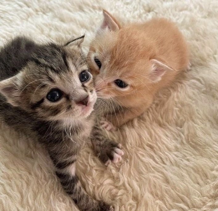 HumDinky's tweet image. ong     imn  .   getig    kisth    frome   ,    smoilbo   !