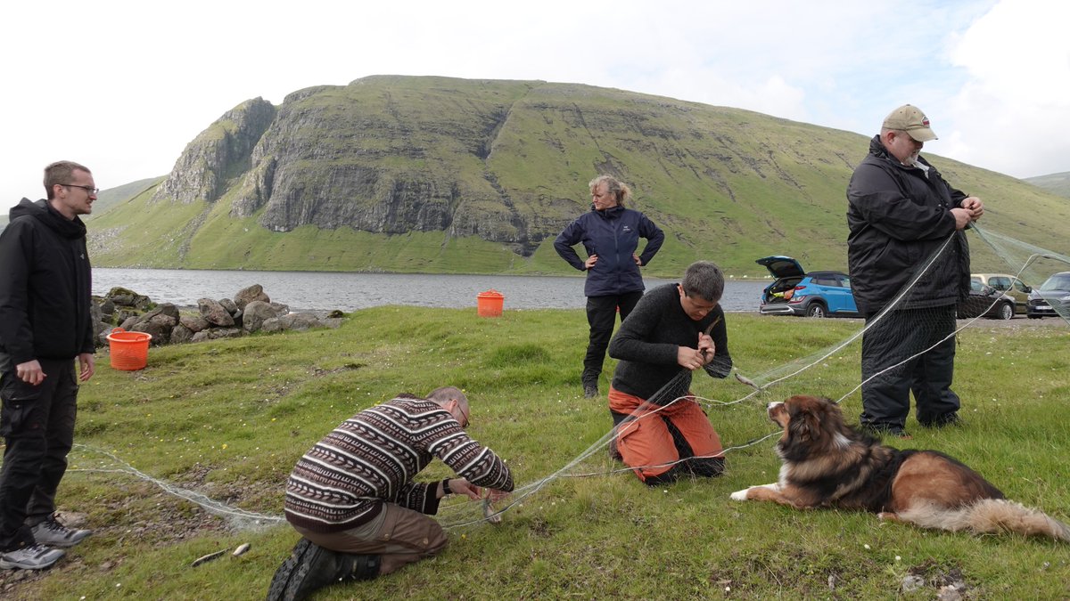 KirstenSeestern's tweet photo. Arctic charr and trout co-occur in lake #Leynarvatn at the #FaroeIslands but trout is way more abundant. A fish survey a few days ago will reveal if Arctic charr is pushed to the limits by environmental changes. @AgnesKreiling #HolarUniversity @FBL_UCPH @UFM_MIN @GranskingFo https://t.co/UnKSZzKT1B