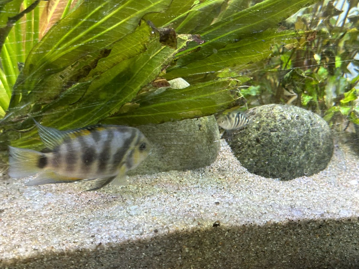 Nous avons une naissance dans l’Aquarium de l’Ovarium. Ce beau petit bébé poisson 🐟 est d’ailleurs très difficile à Photographier!