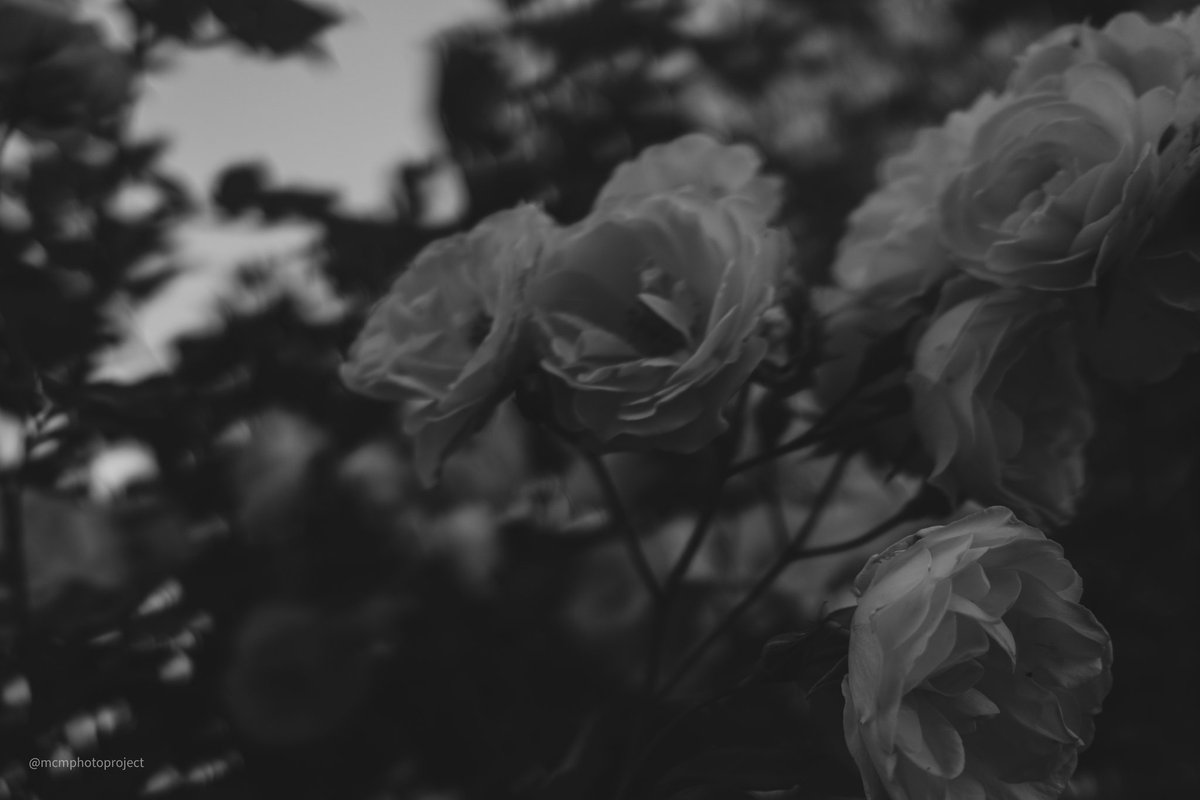 June 2020
London, UK
#fujifilm #fujifilmx100v