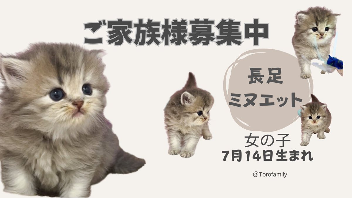 torofamily's tweet photo. ✤DAY 26✤
長足ミヌエット女の子人間大好き甘えん坊🌻
❥︎7月14日生まれ
❥︎Qちゃん♡コロ助ペア
https://t.co/JdC7pN97wX
#トロのおうち 
#ミヌエットブリーダー
#ミヌエット子猫
#子猫ブリーダー
#子猫 https://t.co/0HEVdGJvrM