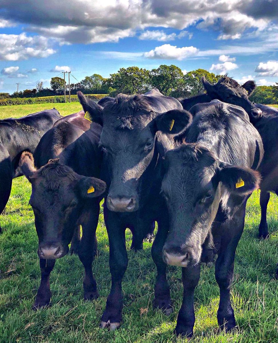 Moo Moo Land #dorsetlife #farm #animals #cows #cowsofinstagram #devon #farming #milkcows #photography #photooftheday #picoftheday #thephotohour #instagram #agriculturalphotography #landscapephotography