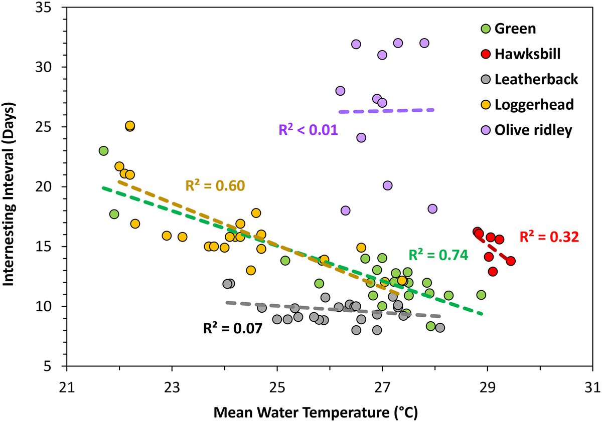 Researchers examined water temperatures and internesting intervals and found that the results varied across turtle species. They found that body size alone doesn't determine temperature impact on internesting intervals. bit.ly/3CrE4X7