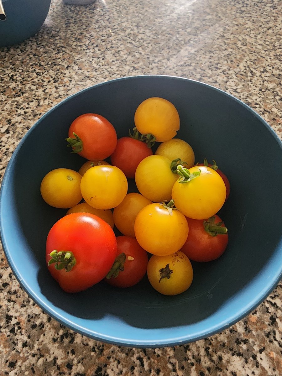 Tomatoes are finally here!  The red ones came from 3 store plants, the yellow ones came from 1 plant from <a href="/BGohla/">Bridget Gohla</a>'s class.  🍅❤️