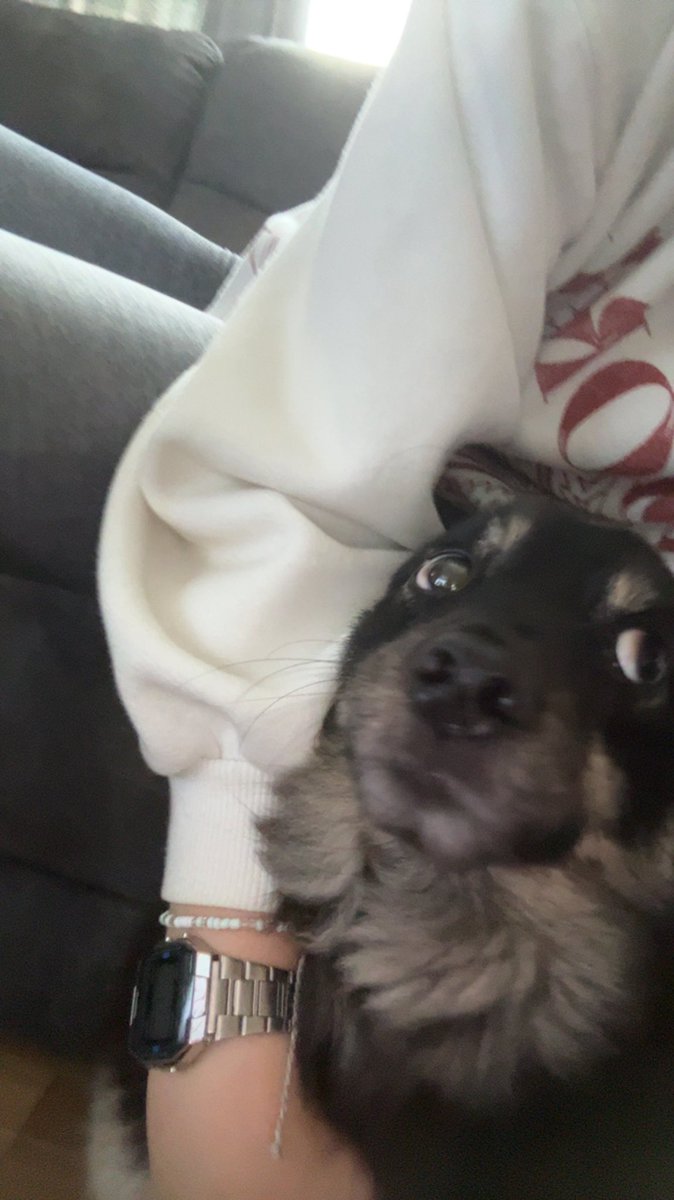 phoebe_lambb's tweet photo. @AldiUK Obvs had to show off my sassy rescue poochy Hilda. She’s always been into modelling (as you can clearly see) and would love to add it to her list of many talents - one other talent being looking the cutest poochy around! Snap her up before she’s too famous😋 https://t.co/at7OQlWOV9