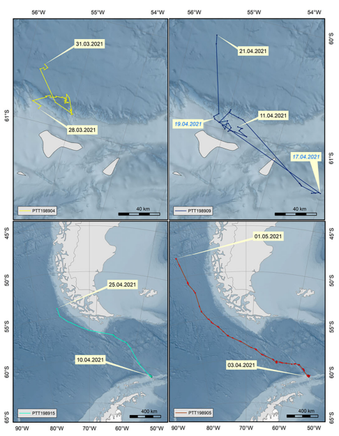 Researchers tracked the migration of fin whales using @Tags4Wildlife LIMPET tags off the Antarctic Peninsula. There has only been knowledge of their behavior in the summer months, but now there is insight into migration and breeding/wintering grounds. bit.ly/3N5O0L5