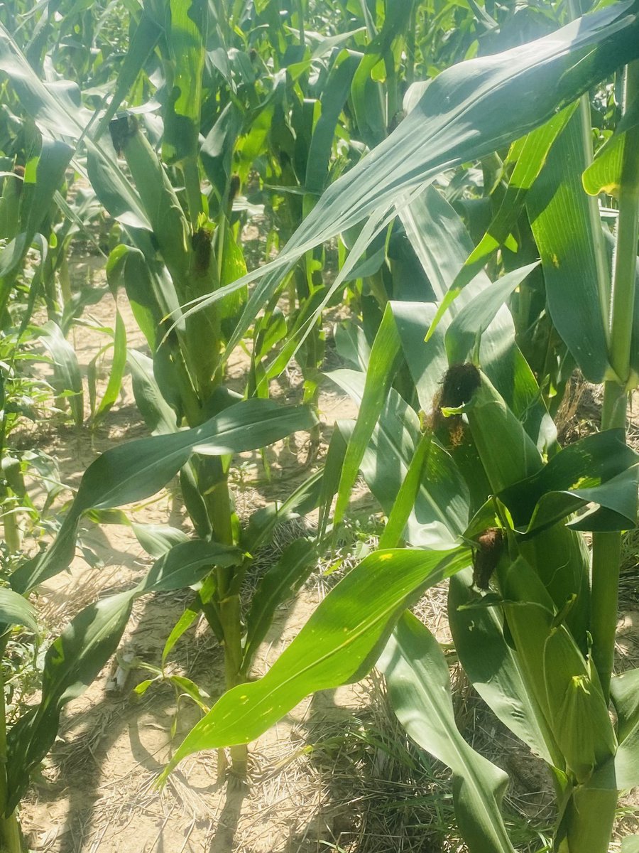 andyfoth7's tweet photo. @ECSeeds @LGSeeds https://t.co/B5i9gStuRL