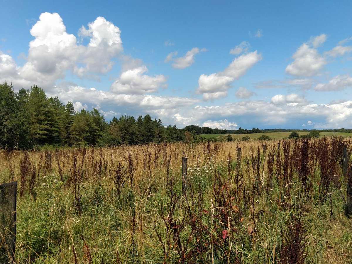 #TransPod is proudly tending to the forest we planted in France last year. Planting oak trees to combat global warming, we prioritize wildlife-friendly methods. Our mission: innovate against climate change, boost #biodiversity, and reduce our carbon footprint. 🌍🌱