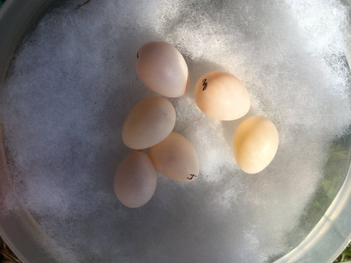 Interested in learning about hatching failure and how I do fertility testing on tree swallow eggs? Find me at my poster tonight at #AOS_SCO23!

#treeswallows #aerialinsectivores #birds #eggs