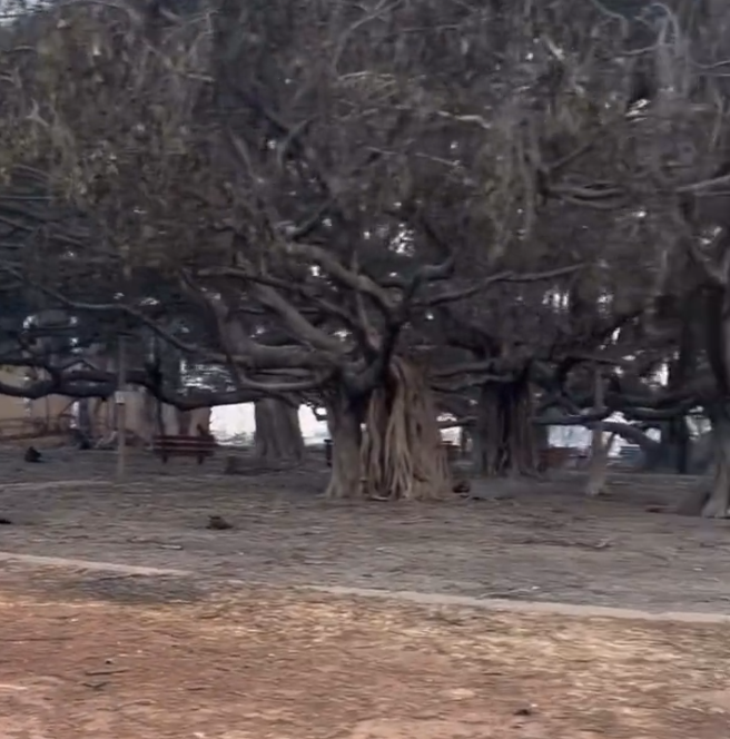 John_Barkley's tweet photo. @zombalia From this recently posted video, it looks like the Banyan Tree trunk(s) and most of the limbs are intact.  A wooden park bench wasn't burned. Maybe some firefighters helped out.  It will regrow!
https://t.co/xwsW50afJa https://t.co/JYpaDpRIxb