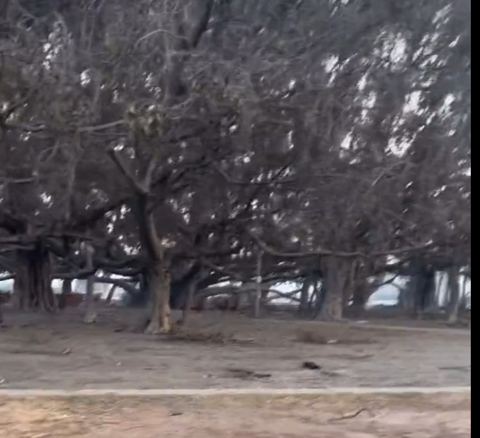 John_Barkley's tweet photo. @zombalia From this recently posted video, it looks like the Banyan Tree trunk(s) and most of the limbs are intact.  A wooden park bench wasn't burned. Maybe some firefighters helped out.  It will regrow!
https://t.co/xwsW50afJa https://t.co/JYpaDpRIxb