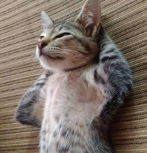 taehyun as cats (@taehyuncats) on Twitter photo 