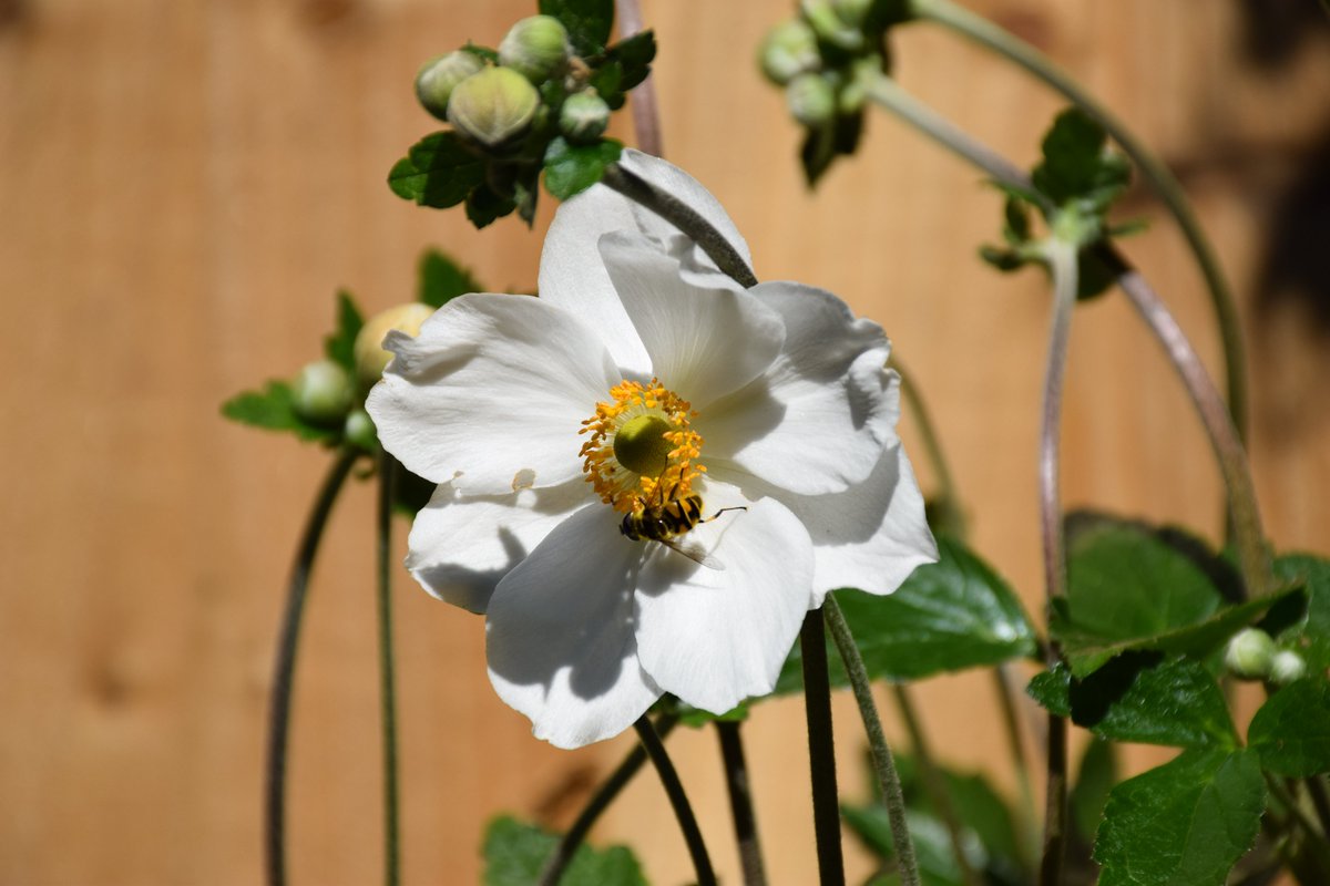 MyGarden_Uk's tweet photo. A couple of shots of the beautiful Japanese Anemone.

@des_farrand
#BeautifulFlowers #Nature #DayPhotos #Flowers #ColoursOfNature #Flowers #Random #WildFlowers #Japanese #Anemone #EssentialInsects #PreciousPollinators #NotSundayYellow
#SunnyAndCloudy https://t.co/qcDVyWQYUF