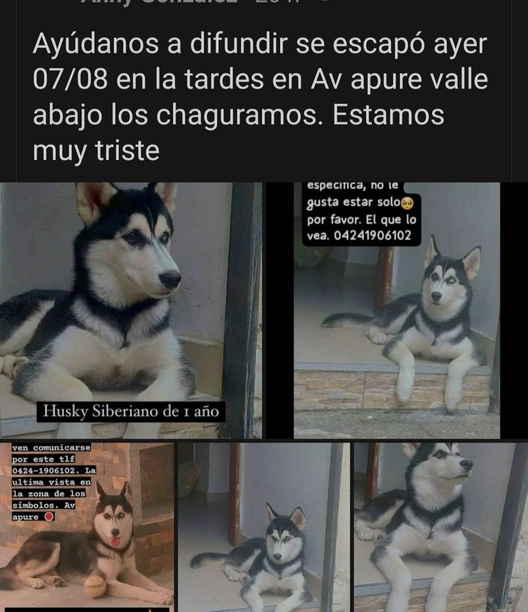 #SeBusca Los Chaguaramos - Valle Abajo Caracas RT <a href="/volknsoni/">Sonia Volkn</a>: Extraviado , CHaguaramos. Ccs