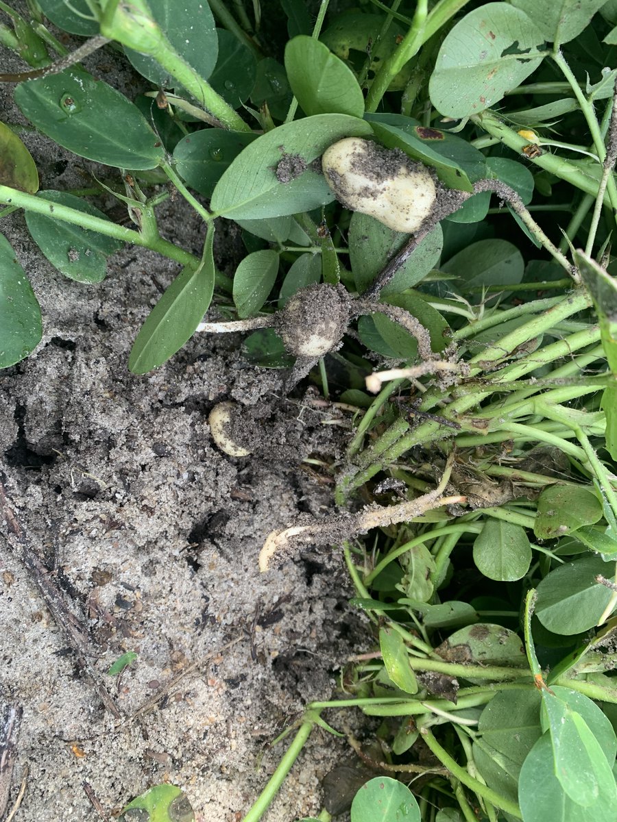 Fall Line Capital tweet media