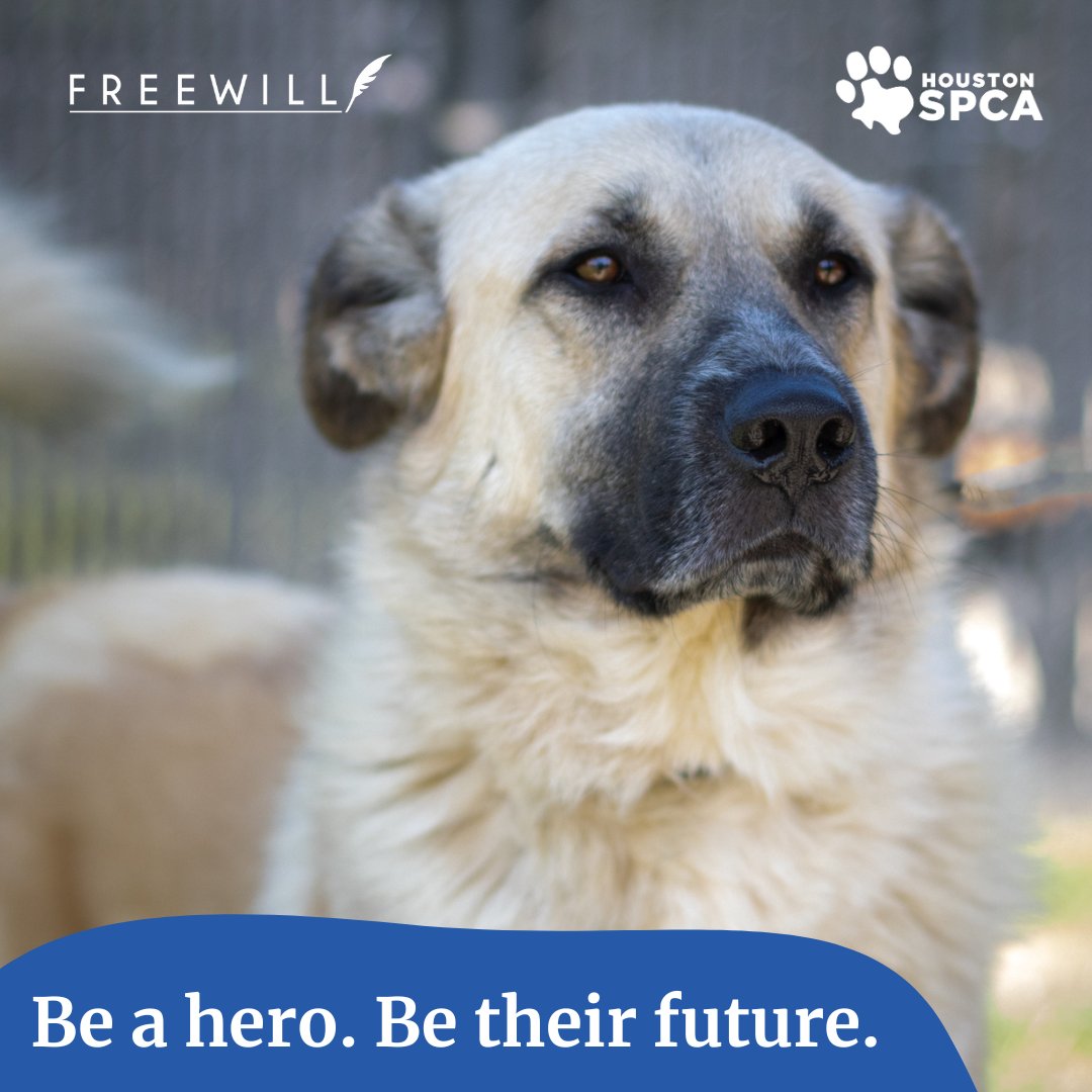 HoustonSPCA's tweet image. It&apos;s Make-A-Will Month! Now is the best time to protect your family and pets with a will. Our partnership with FreeWill allows you to write a will for FREE! If you choose, you can list the Houston SPCA as a beneficiary to protect future animals in need! #EstatePlanning #GiveLocal