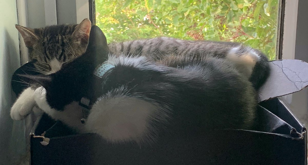 That beautiful moment where you find your cat and kitten snuggled up together and fast asleep 😍😍

(And yes, we do have cat beds around the house! Orie just really loves that box!)