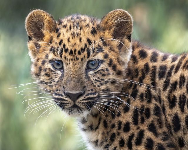 JosephTabler's tweet photo. photo by Penny Hyde at the San Diego Zoo. One of two new leopard cubs. https://t.co/bKGYgfozpH