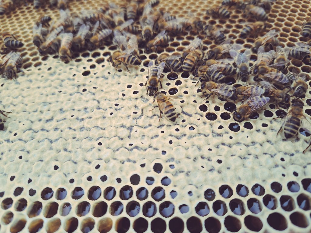 Proceso de maduración para la miel de tebo! 🌼🌼🌼