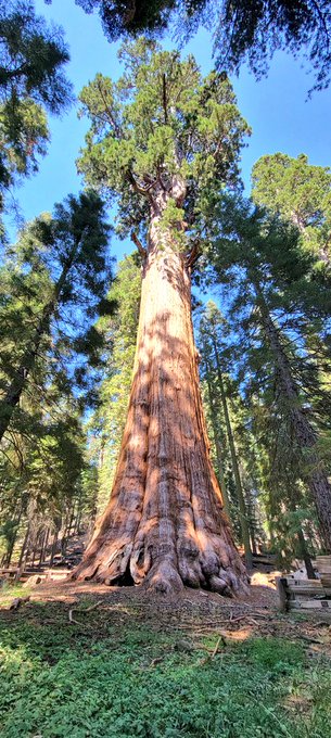 I missed trees, so he took me to the biggest one in the world 🥰💋 https://t.co/7okLowYJyz