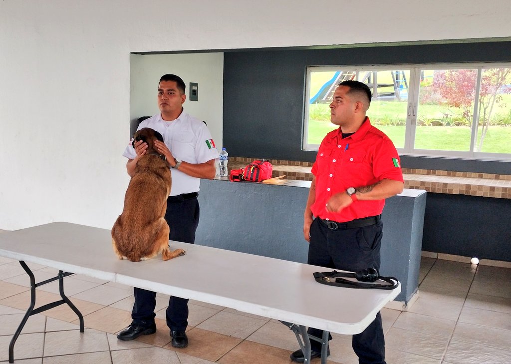 UMPCyBZ's tweet photo. Además, pudieron conocer a #Dominó y #Kodda, canes que forman parte de nuestra #UnidadCanina y que reciben entrenamiento especializado para realizar diversas actividades. https://t.co/HGri3DYg9G