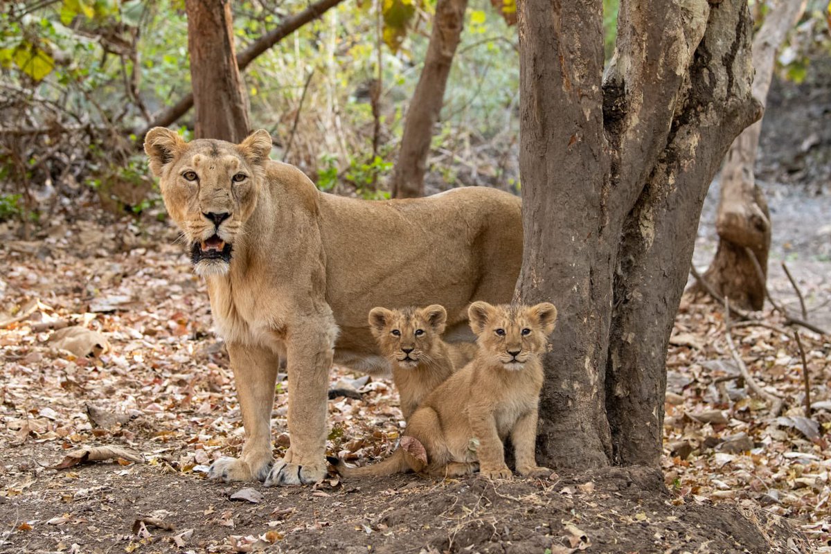 Today is #WorldLionDay, a reminder of the need to conserve #AsiaticLions🦁 & their habitats. Join the cause to support organisations working tirelessly to protect these majestic cats & ensure a harmonious balance in nature. 🌍🐾 #Gir #RoarForLions #LionConservation #@CCF_Wildlife