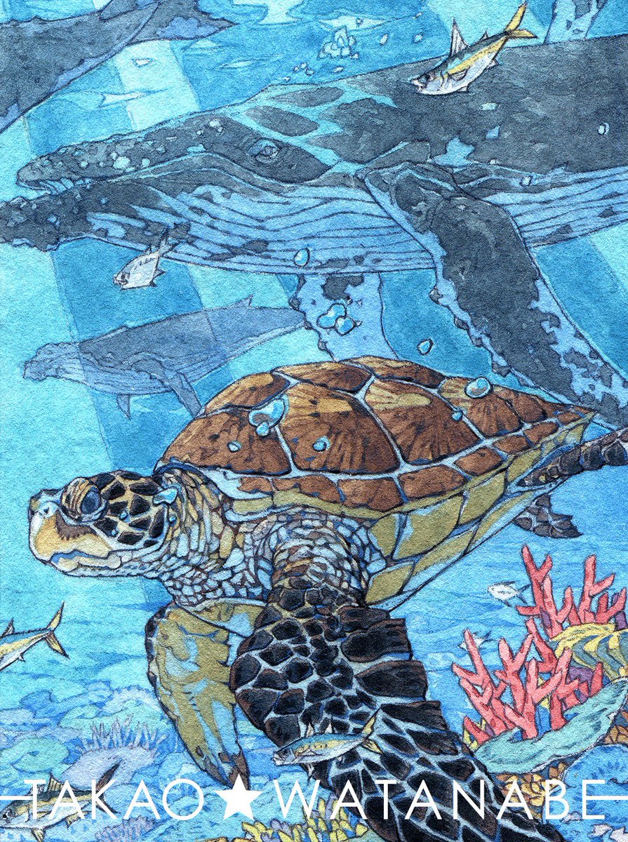 fish no humans underwater turtle traditional media animal coral  illustration images