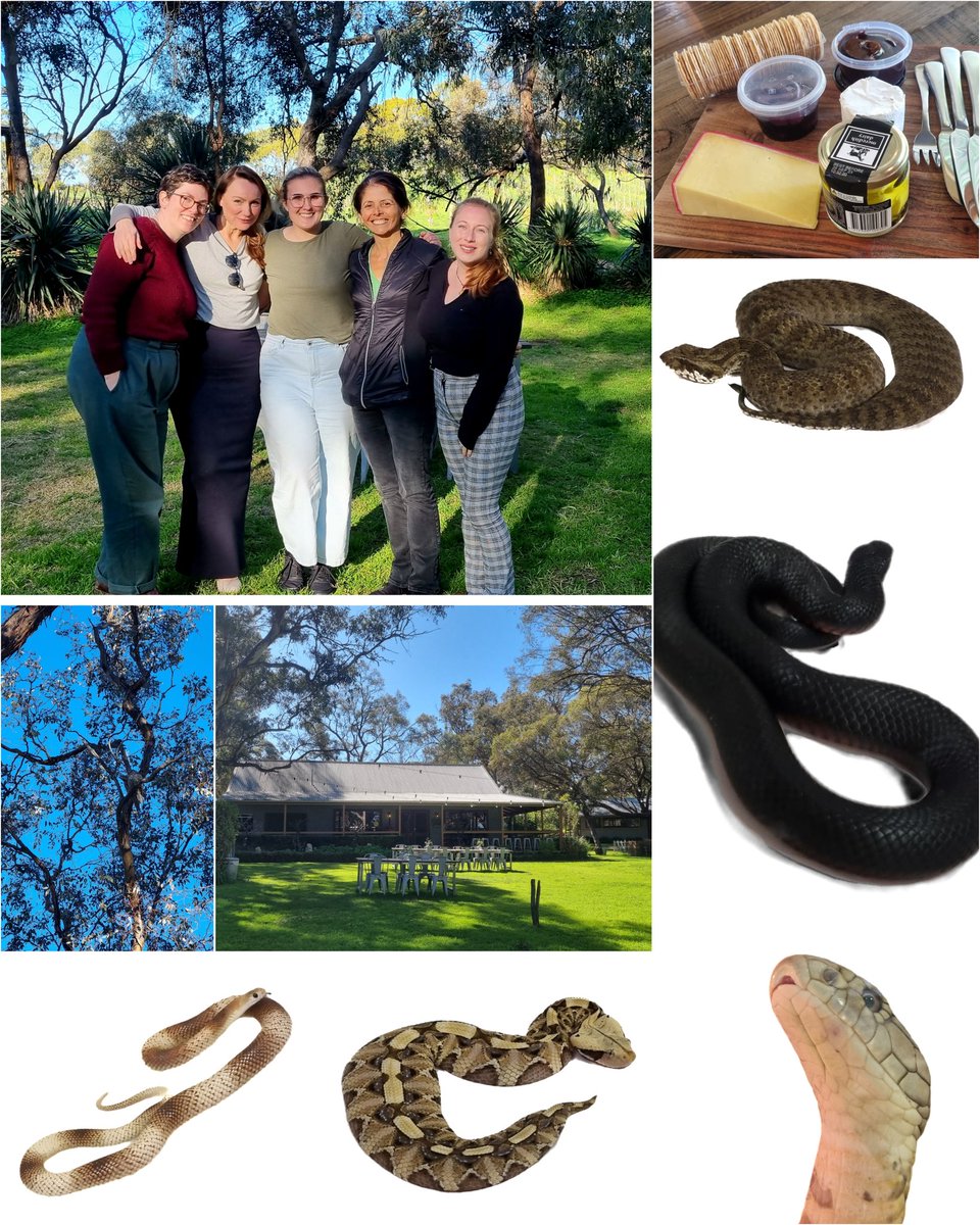FolwellMegan's tweet photo. Yesterday we hit the wine region for an exciting visit to Venom Supplies to show @sexinnature our incredible native venomous snakes (elapids) and exotic vipers VS work with 🐍then research chats over a yummy cheese platter with  @jcroweriddell @NashHahn_Tamika @Kate_L_Sanders https://t.co/VaTJQSZH6B