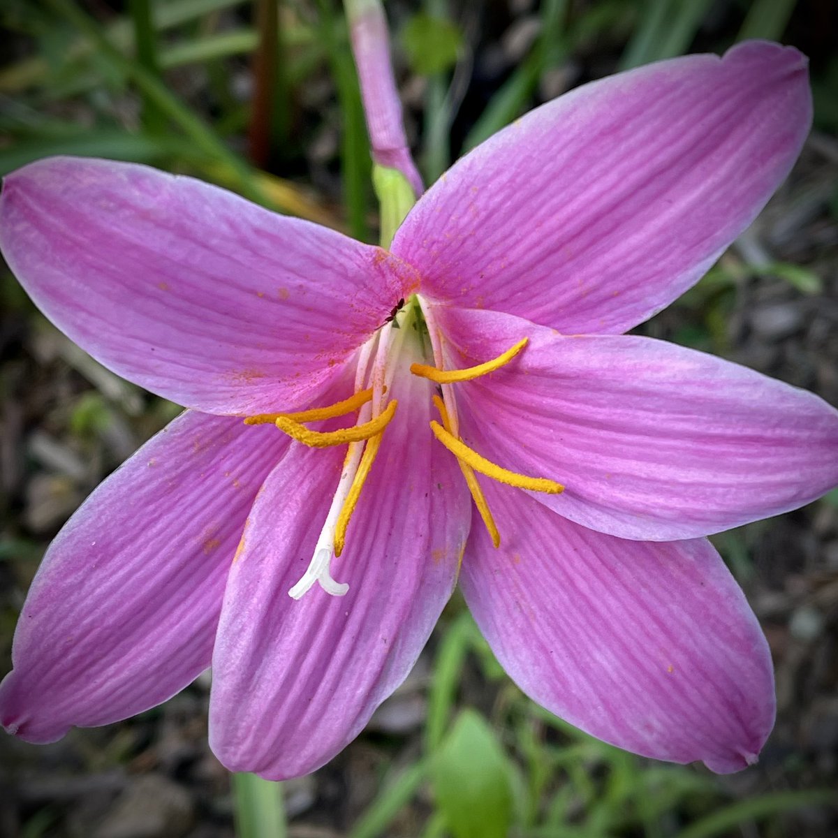 tracy_woods_'s tweet photo. Sometimes it just takes a little rain for something beautiful to happen.  Zephyranthes rosea - rain lily #rain #beaitiful #blooms #Zephyranthes #rainlily #Zephyranthesrosea #summer #gardens https://t.co/G8Rrn7ygtv