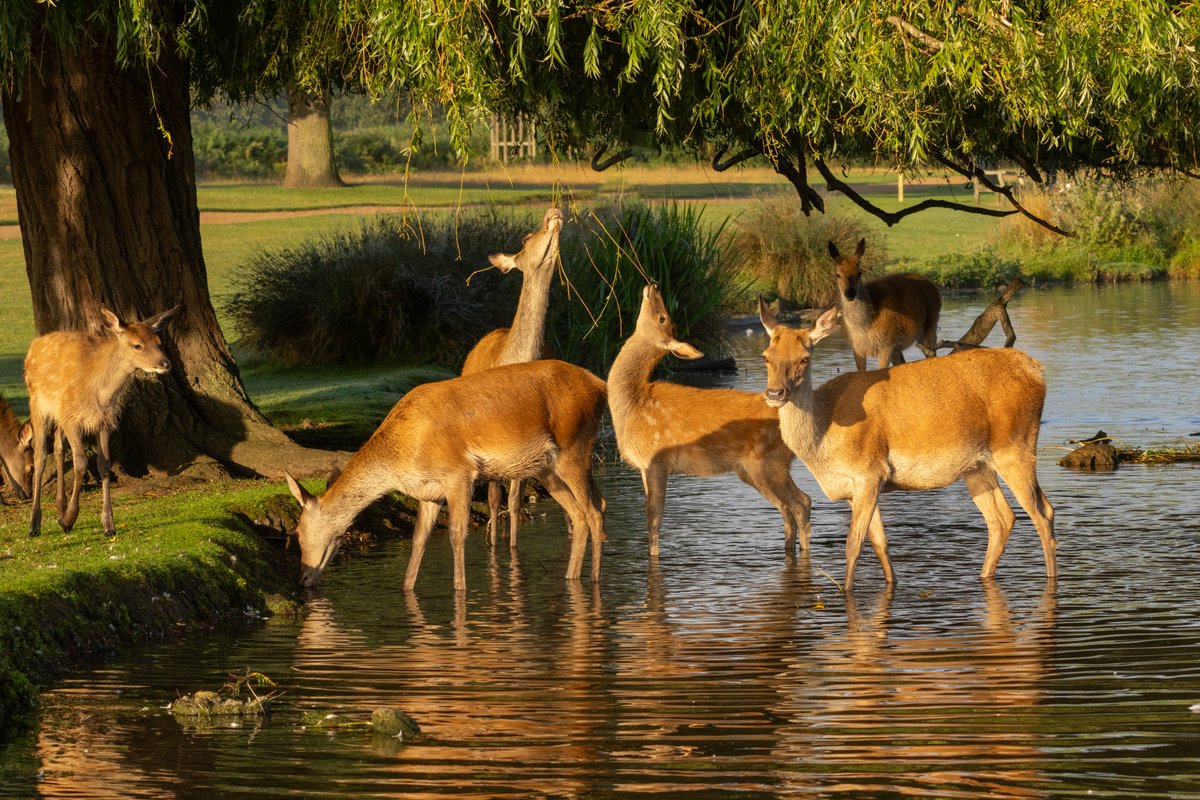 Playtime on a sunny morning for the Red Deer mums and kids ( and ? one mum-to-be) in the Heron Pond #BushyPark 9.08.23 @theroyalparks @TWmagazines @Teddington_Town @Visit_Richmond1 @WildLondon @BritishDeerSoc @Britnatureguide @SallyWeather @itvlondon