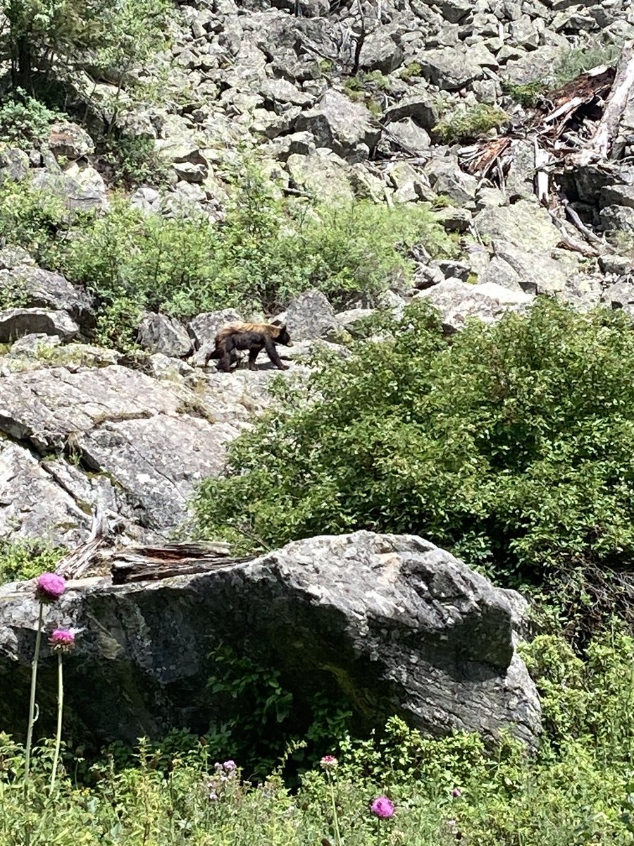 WE SAW BEARS TODAY 🤯🤯🤯
#GrandTetonNationalPark