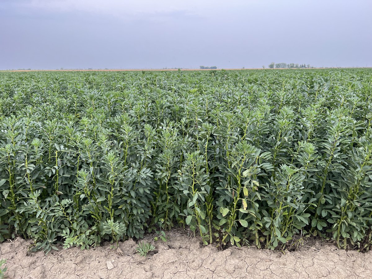 Stamp Seeds 🌱 tweet media