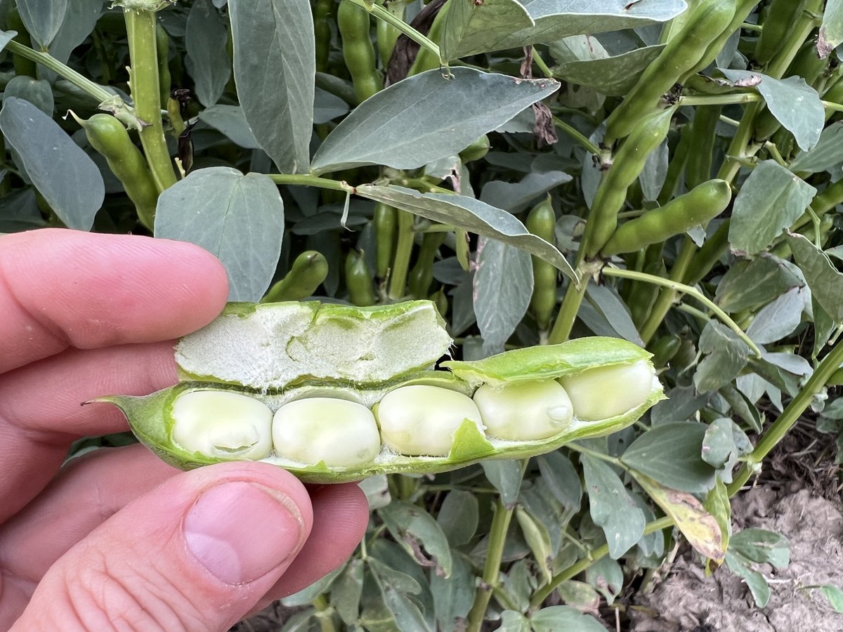 Fabelle faba bean.
Top yields, low vicine / con vicine and lower tannin.
stampseeds.com/fabelle-faba-b…
#WestCdnAg
