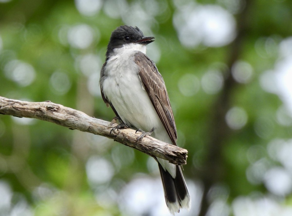 PeggyGierhart's tweet photo. They grow up fast. This fledgling was just a baby in the nest at Tenney Park a few weeks ago. Eastern Kingbird #kingbird #wisconsinbirds #birding https://t.co/UIcQjgSkMr